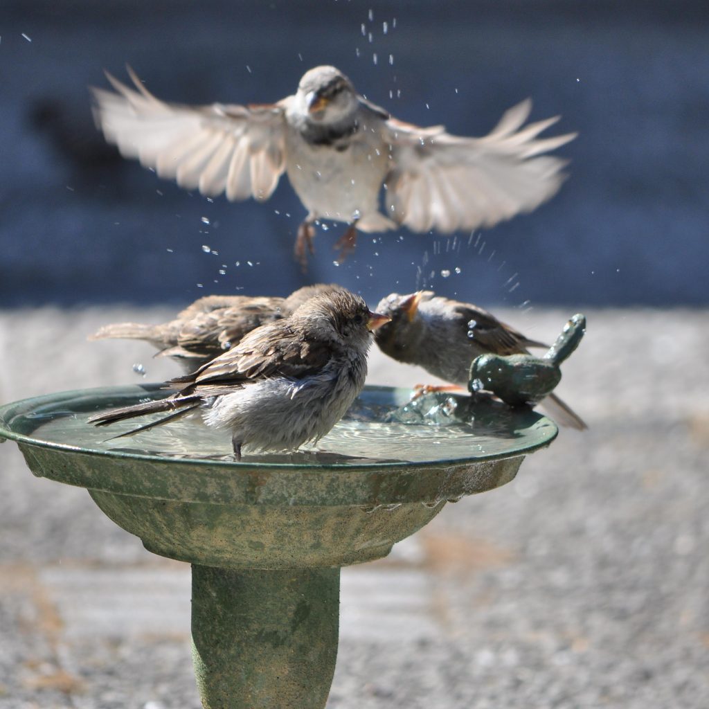 Vogels 2 aug 2018 (165)