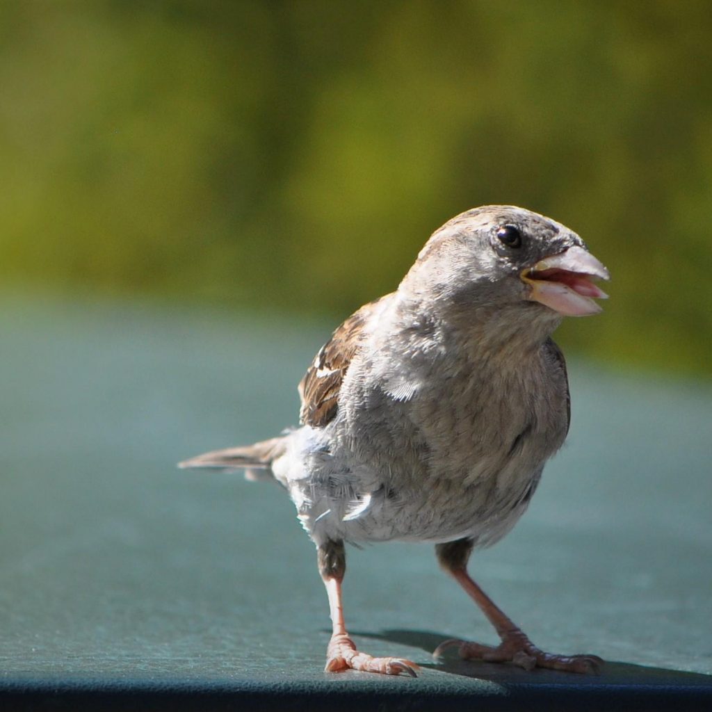 Vogels 2 aug 2018 (172)